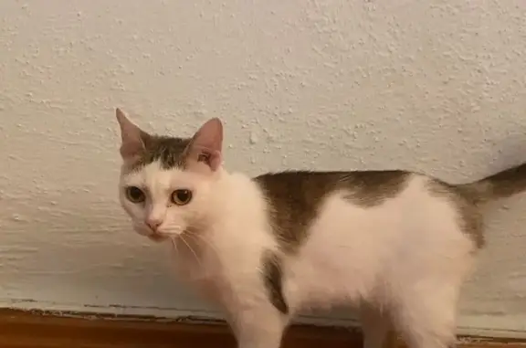 Найдена кошка, Новокузнецк, фото: Кошка найдена: ул. 32К-2, Новокузнецк