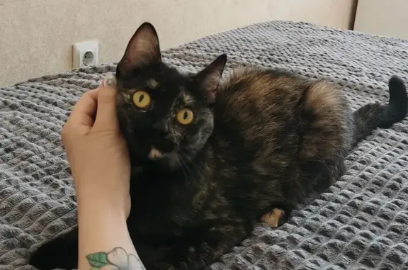 Потерянные животные Салехард, фото: Пропала кошка, ул. Броднева 37, Салехард