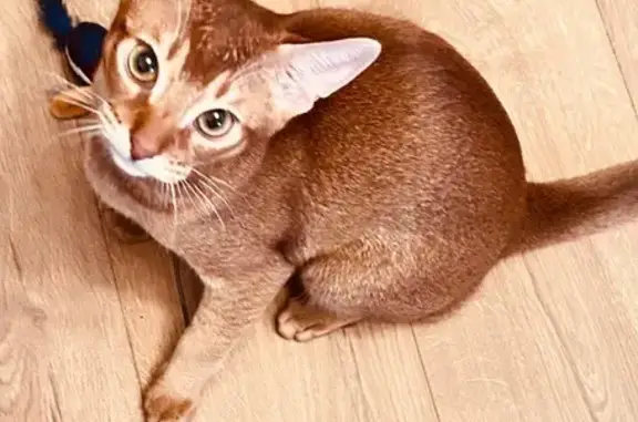 Пропала рыжая кошка, 3-я линия, Самара