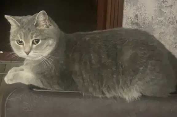 Кошки потеряшки, , фото: Потеряшка кошка, Привокзальная 2А, Грязи