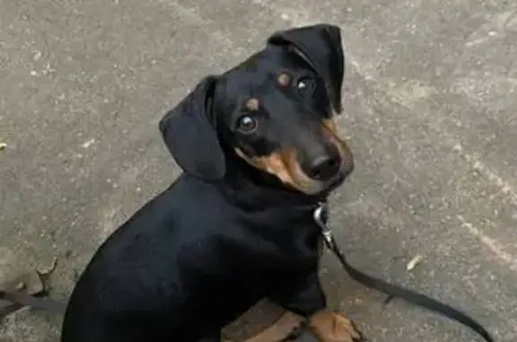 Собака найдена: ул. Маршала Батицкого, 6