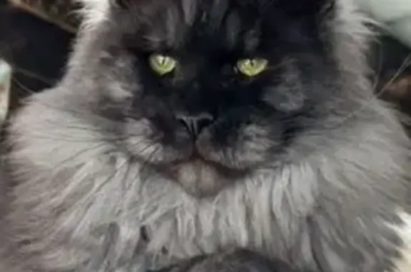 Кошки потеряшки, Тула, фото: Потеряшка серый мэйн кун, ул. Дементьева, 13