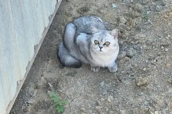 Кошка найдена на стройке ул. Удачи 6, Сочи