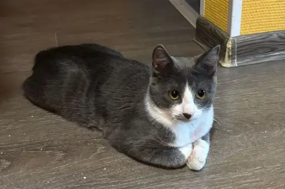 Кошки потеряшки, Мурманск, фото: Потеряшка кошка на ул. Ивченко, 6, Мурманск