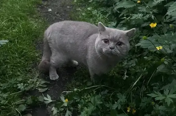 Найдена кошка, Мурманск, фото: Найдена кошка на Кольском пр., 150 к1