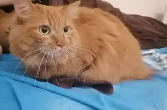 Найдена кошка, Биробиджан, фото: Кошка найдена: Шолом-Алейхема, 77А