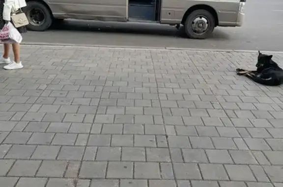 Найдена собака, Улан-Удэ, фото: Собака найдена на Ербанова, 6, Улан-Удэ
