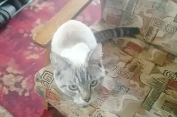 Найдена кошка, Тамбов, фото: Кошка найдена на Усиевича, 12, Тамбов