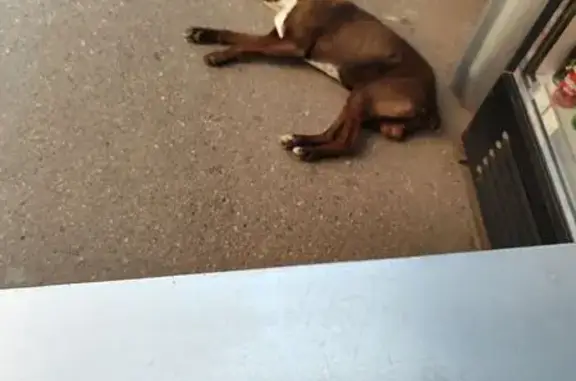 Собака найдена: Зиповская 5 к9, Краснодар