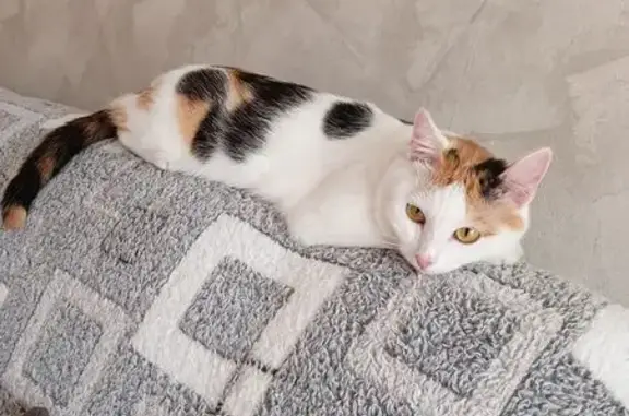 Пропала кошка, ул. Ускова 31, Барнаул