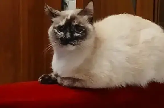 Кошки потеряшки, Петрозаводск, фото: Потеряшка кошка, Пробная ул. 3, Петрозаводск