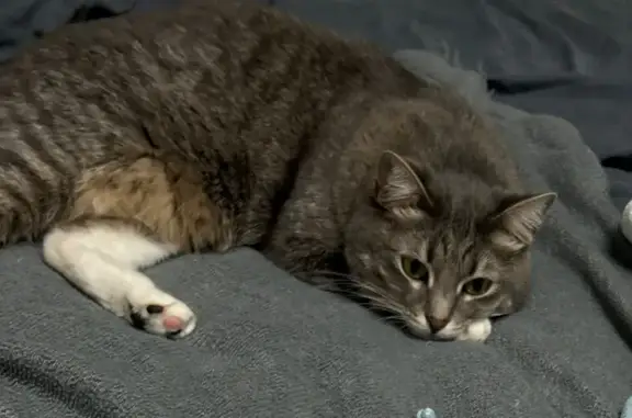 Кошки потеряшки, Сокол, фото: Потеряшка кошка, Советская 37, Сокол