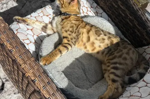 Кошки потеряшки, Павлово, фото: Потеряшка бенгальская кошка, Павлово 17