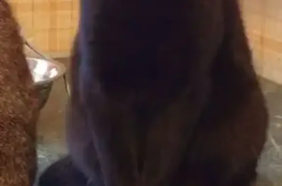 Кошки потеряшки, Иркутск, фото: Потеряшка кошка на ул. Клары Цеткин, 30А