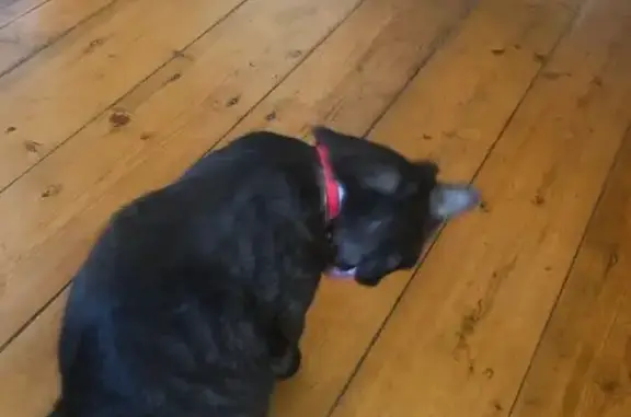 Кошки потеряшки, Самара, фото: Потеряшка кот Марк, Седьмая ул., Самара