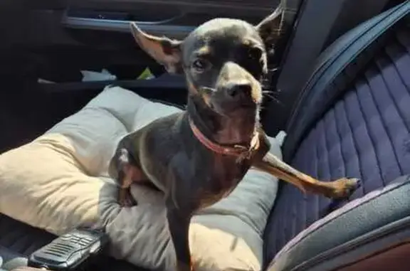 Найдена собака, , фото: Той-терьер найден: Привокзальная, 1, Коноково