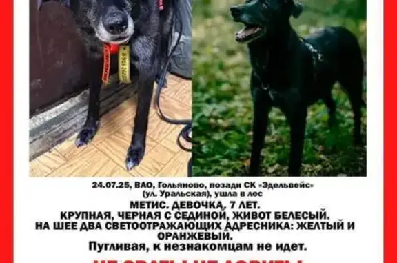 Собаки потеряшки, Москва, фото: Потеряшка собака, Уральская ул., Москва