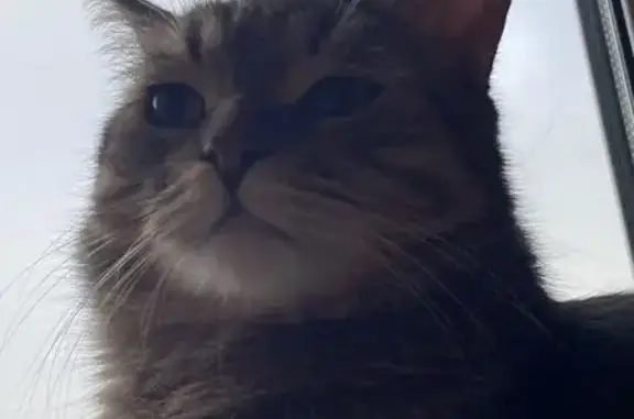 Кошки потеряшки, , фото: Потеряшка кот, Малая Куликовка, Центр. ул.