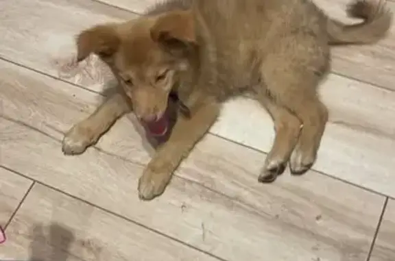 Найдена собака, Севастополь, фото: Найдена собака, Семипалатинская 35