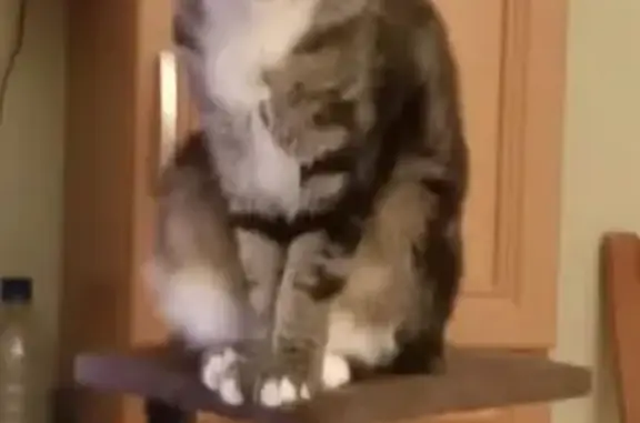 Пропала кошка, Трудовая ул., Борисоглебск