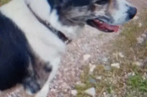 Найдена собака, Московская область, фото: Найдена собака, 46Н-12936, МО