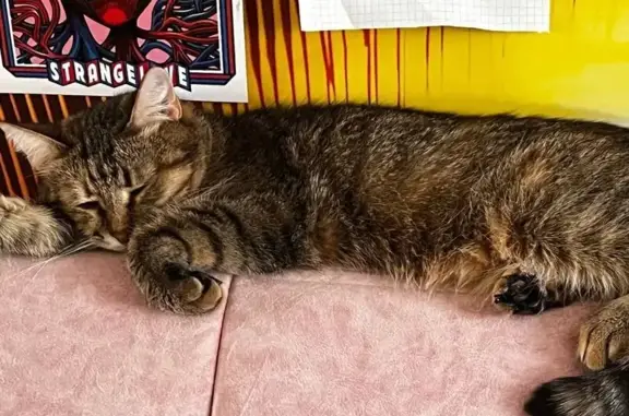 Кошки потеряшки, Оренбург, фото: Потеряшка кошка, Народная 12/1, Оренбург