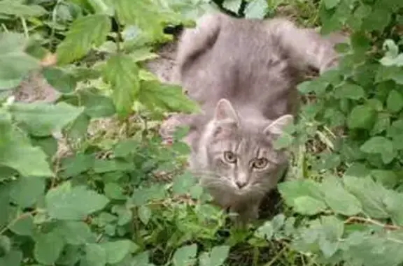 Кошка найдена на ул. Коллонтай, 17 к2