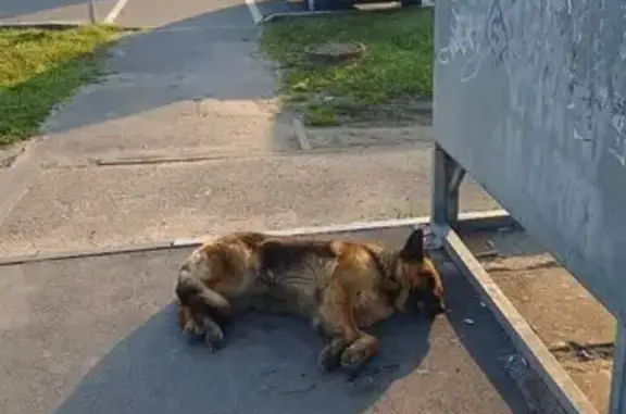 Найдена собака, Луховицы, фото: Пропала собака на Школьной, 66, Медвежьи Озёра