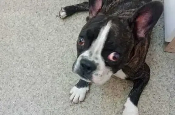 Найдена собака, Барнаул, фото: Собака найдена, Карагандинская 6А, Барнаул