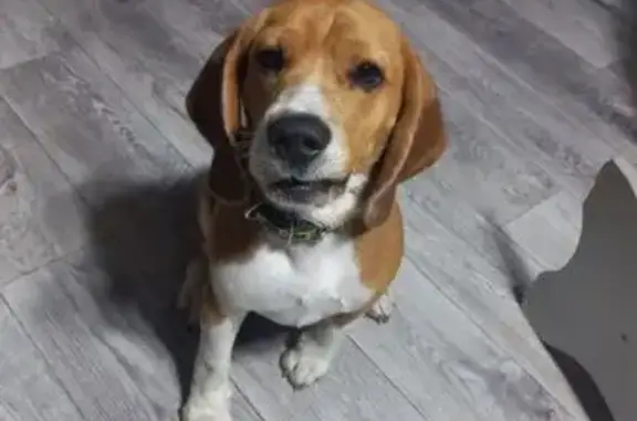 Собаки потеряшки, Черногорск, фото: Потеряшка собака, ул. Сибирякова, Черногорск