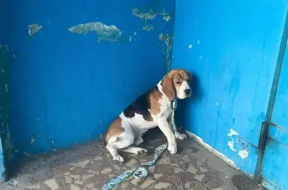 Найдена собака, Набережные Челны, фото: Собака найдена: Набережные Челны, 62/25