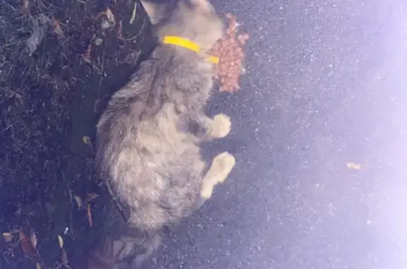 Найдена кошка, Кронштадтская 17А, Челябинск