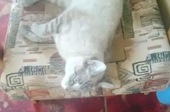 Найдена кошка, Тамбов, фото: Сиамская кошка найдена на Усиевича, 14