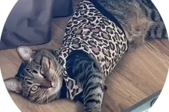 Пропала кошка, ул. Надежды, МО