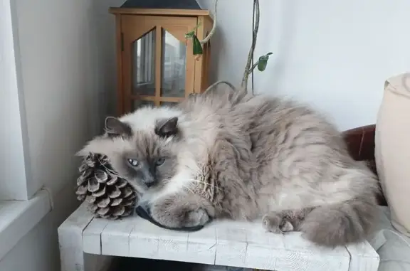 Кошки потеряшки, Ильичево, фото: Потеряшка кошка, Хвойная ул., Ильичёво