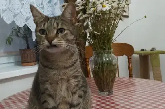 Кошки потеряшки, Рощино, фото: Потеряшка серый котик, ул. Короленко, 6