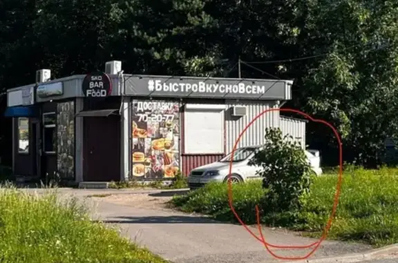 Кошка найдена на ул. Рокоссовского, Псков