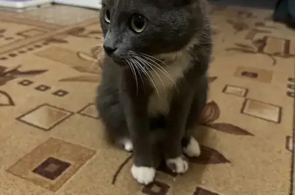 Кошка найдена: Металлургов 72, Тула