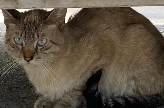 Найдена кошка, Воронеж, фото: Кошка найдена: Иркутская ул, 19, Воронеж