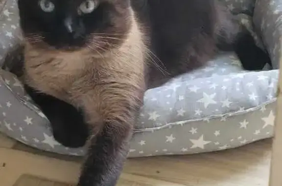 Кошки потеряшки, Коломна, фото: Потеряшка кошка, Пионерская ул. 30, Коломна