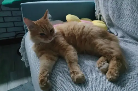 Найдена кошка, Чебоксары, фото: Рыжий кот найден: ул. Энергетиков, 6
