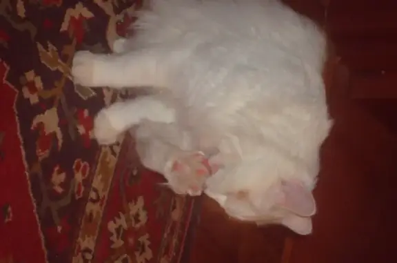 Кошки потеряшки, Москва, фото: Потеряшка кошка на Ломоносовском, 25 к5