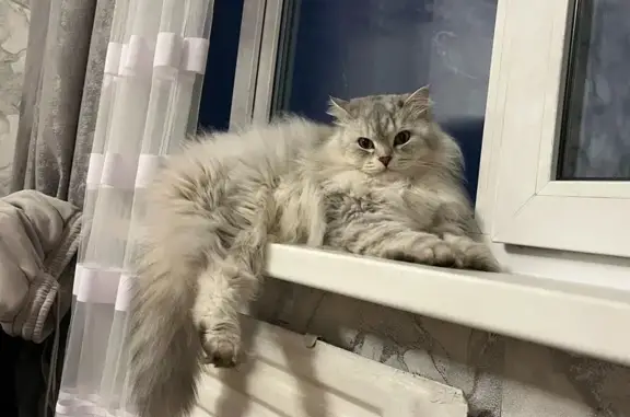 Пропала кошка, ул. 10 лет Октября, 49