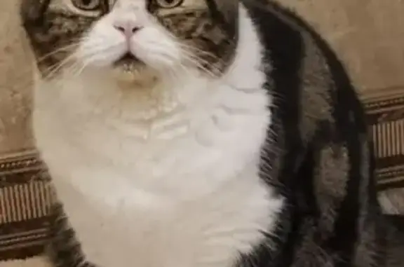 Кошки потеряшки, Кострома, фото: Потеряшка кошка, ул. 8 Марта, 35/94, Кострома