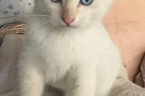 Кошка найдена, 38К-018, Щетинка