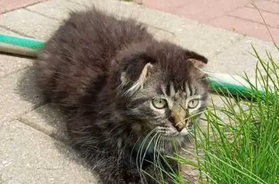 Пропала кошка, МО, 3 мес., пушистый котенок
