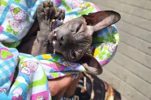 Найдена кошка, , фото: Кошка сбита на бульваре Радищева, 11