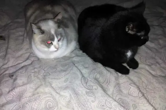 Кошки потеряшки, Киров, фото: Потеряшка кошка БАЛИЛИ в СНТ 