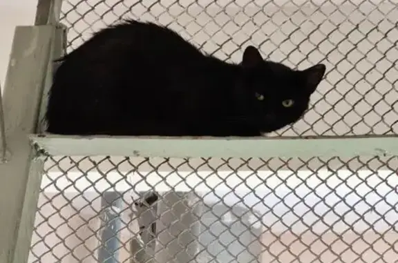 Чёрная кошка найдена на Народного Ополчения