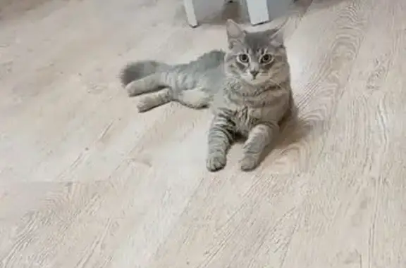 Пропала кошка, ул. Урицкого 7, Котлас